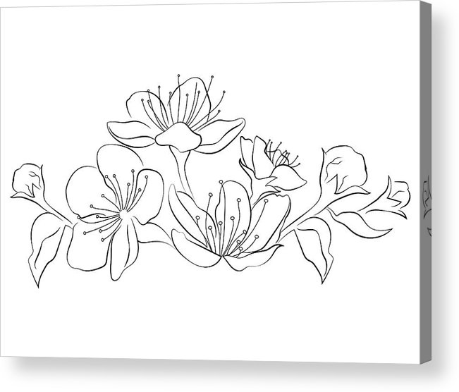651x556 blooming cherry sakura branch with flower buds black and white - Flower Branch Drawing