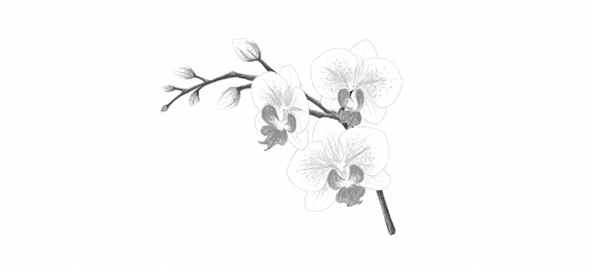 850x383 How To Draw A Flower - Flower Branch Drawing