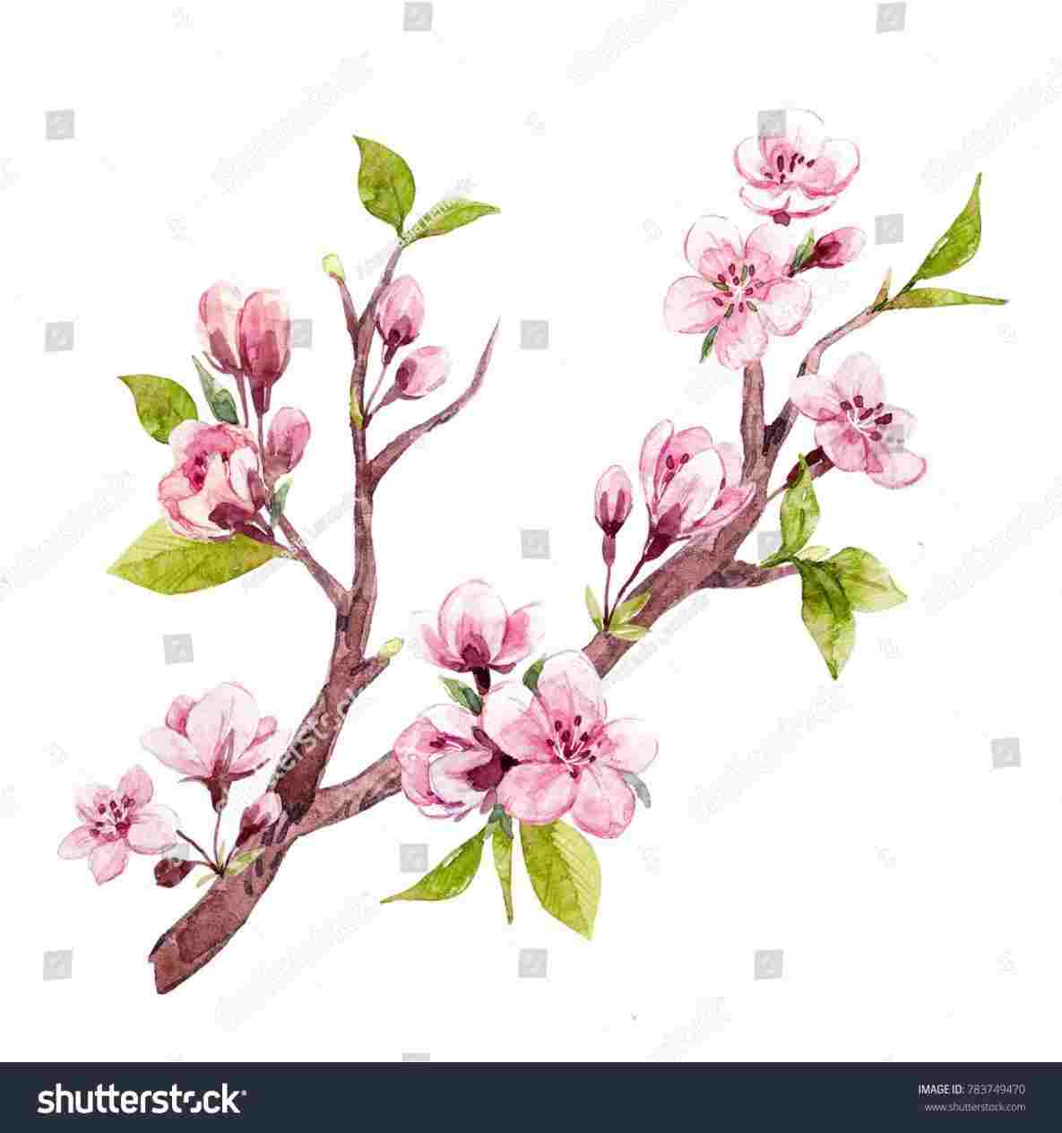 1185x1264 Sakura Drawing Flower - Flower Branch Drawing