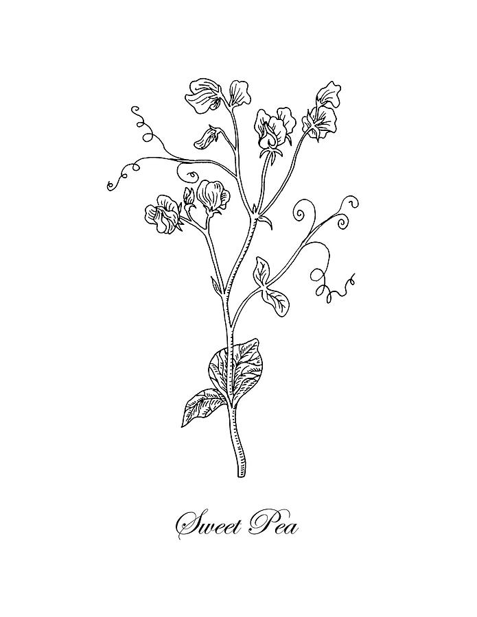 695x900 Sweet Pea Flower Botanical Drawing Drawing - Flower Branch Drawing