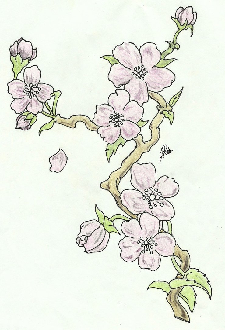 739x1080 branch with flowers drawing and branch with flowers drawing flower - Flower Branch Drawing