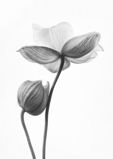 Flower Bud Drawing at PaintingValley.com | Explore collection of Flower ...