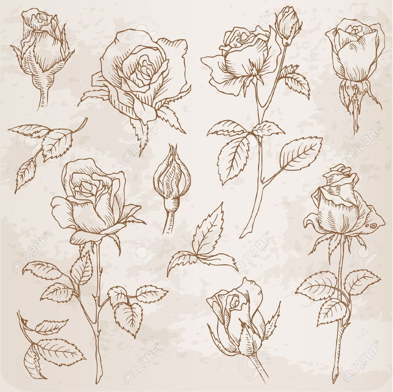 1300x1298 flower buds drawing rose bud drawing at getdrawings free - Flower Bud Drawing