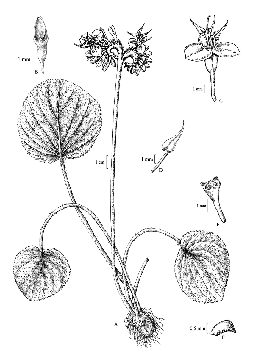850x1203 Sonerila Veldkampiana A Habit B Flower Bud C Flower D - Flower Bud Drawing