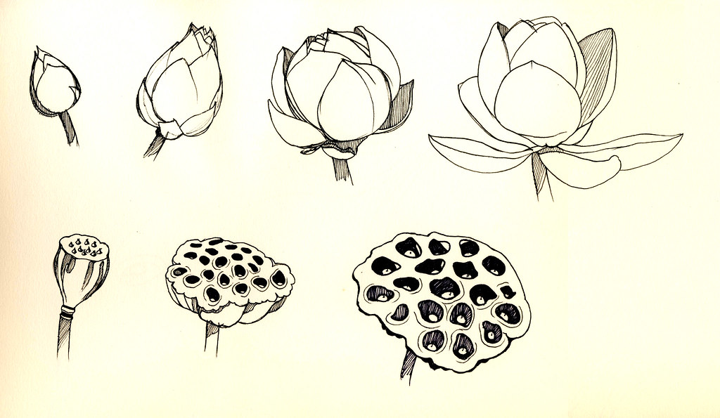 Flower Bud Drawing at Explore collection of Flower