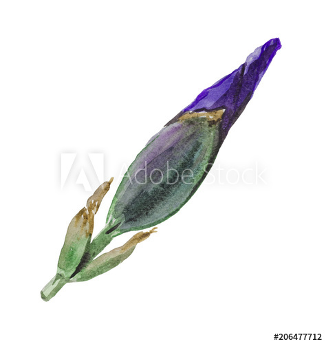 474x500 A Flower Bud Of Iris, A Watercolor Drawing In Close Up - Flower Bud Drawing