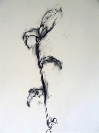 375x505 Flower Bud Drawing - Flower Bud Drawing