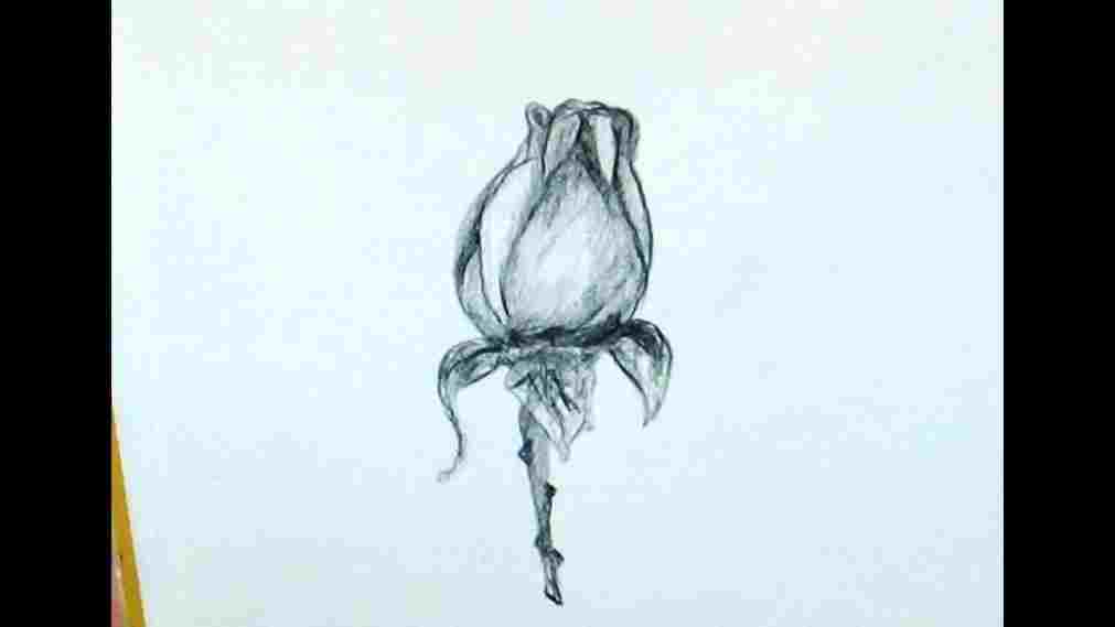 1011x569 how flower buds drawing to draw a rose bud - Flower Bud Drawing