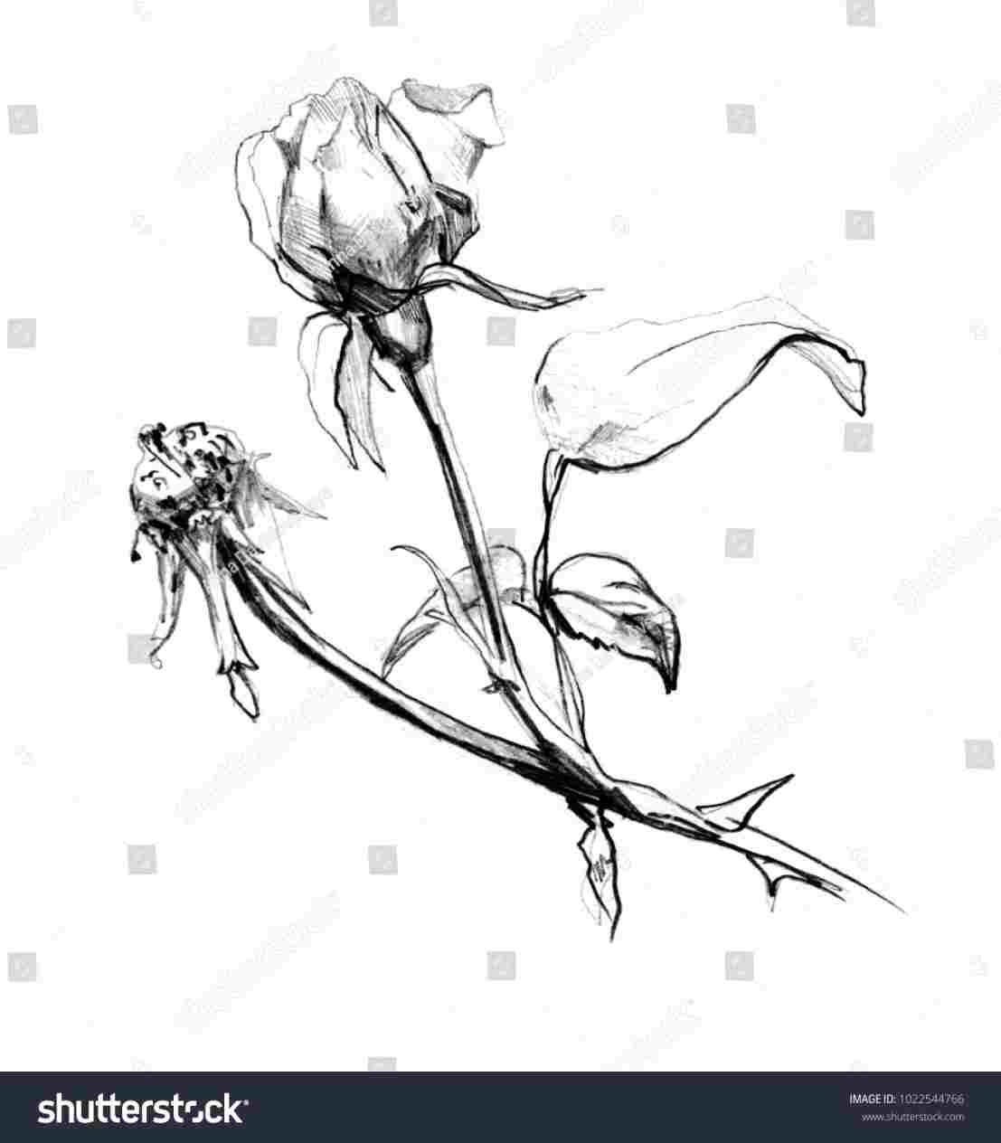 1107x1264 pencil flower bud drawing sketch flower buds stock illustration - Flower Bud Drawing