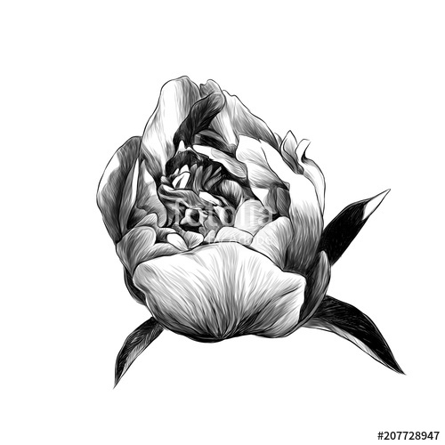 500x500 Peony Flower Bud With Leaves, Sketch Vector Graphics Monochrome - Flower Bud Drawing