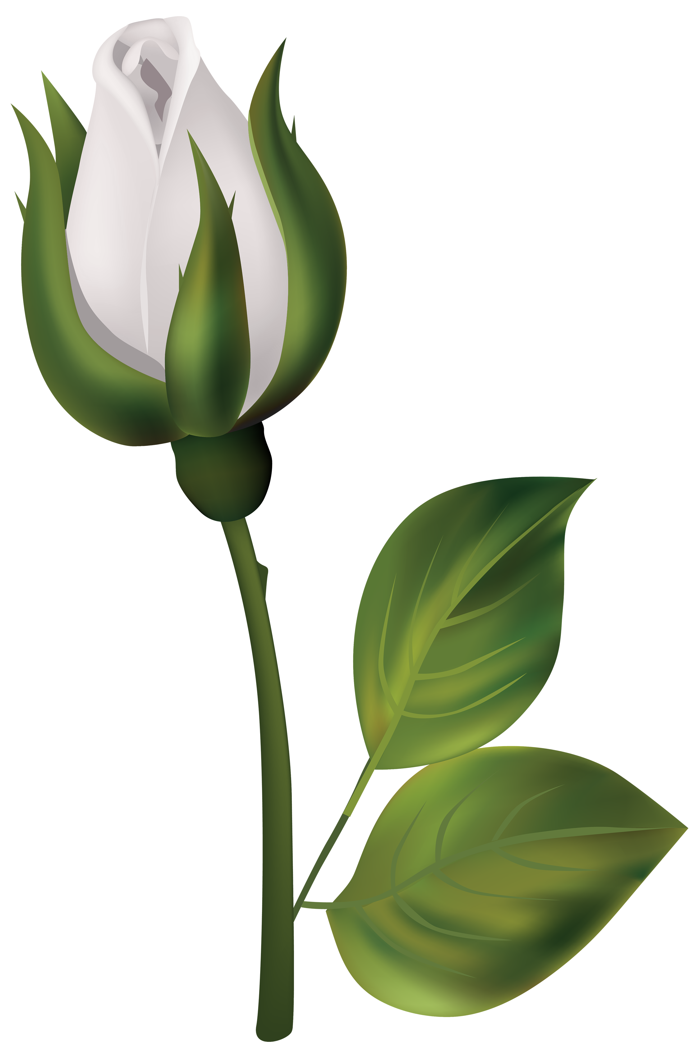 2644x4000 Bud Drawing Opening Rose Transparent Png Clipart Free Download - Flower Bud Drawing