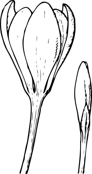 318x599 Flower And Bud Clip Art - Flower Bud Drawing