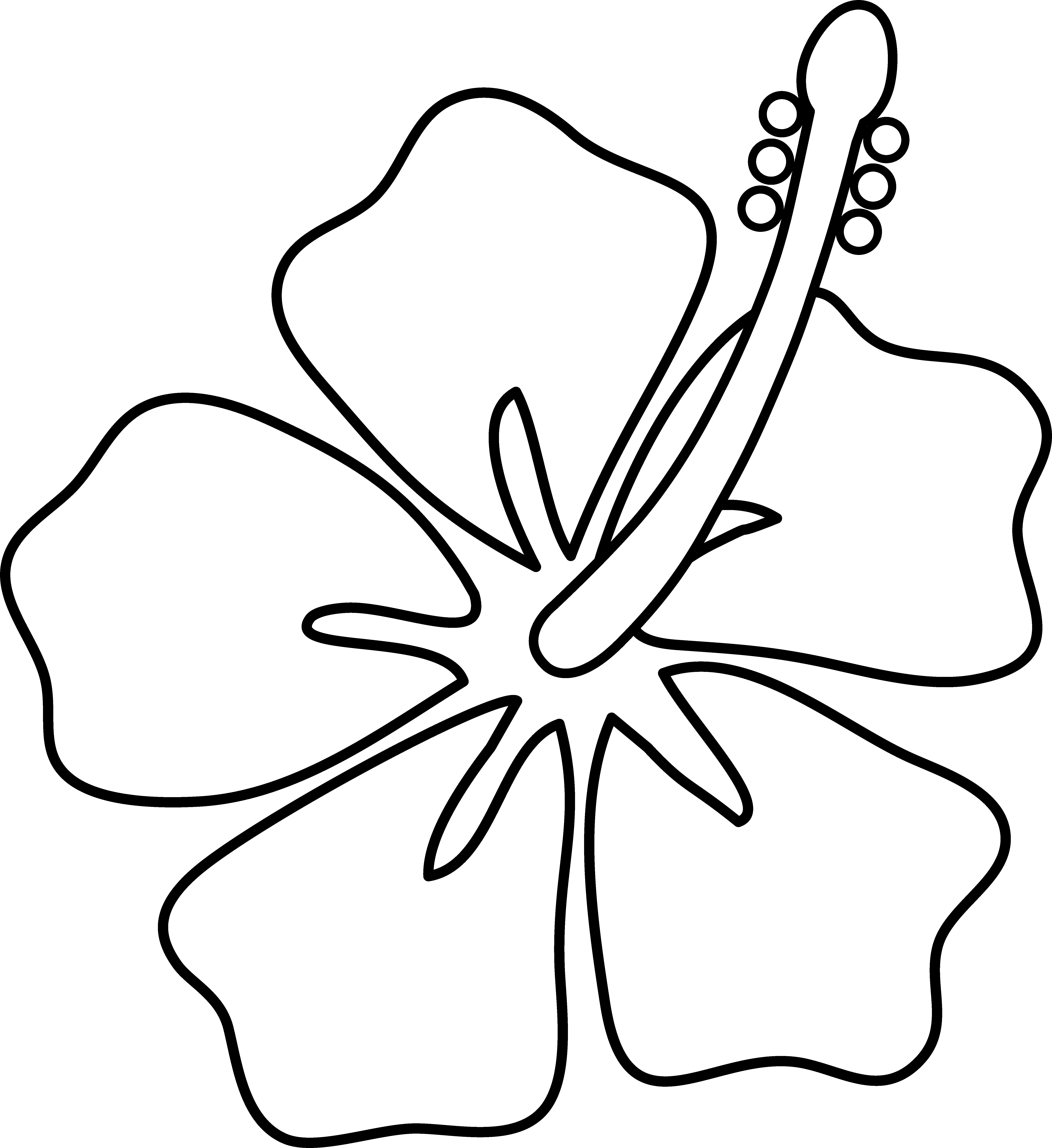 5922x6462 mainstream hawaiian flowers cartoon easy ways to draw a hibiscus ...