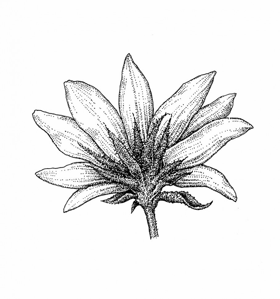 909x970 Daisy Flower Drawing Tumblr Painting Practice Drawings Daisy Chain - Flower Chain Drawing