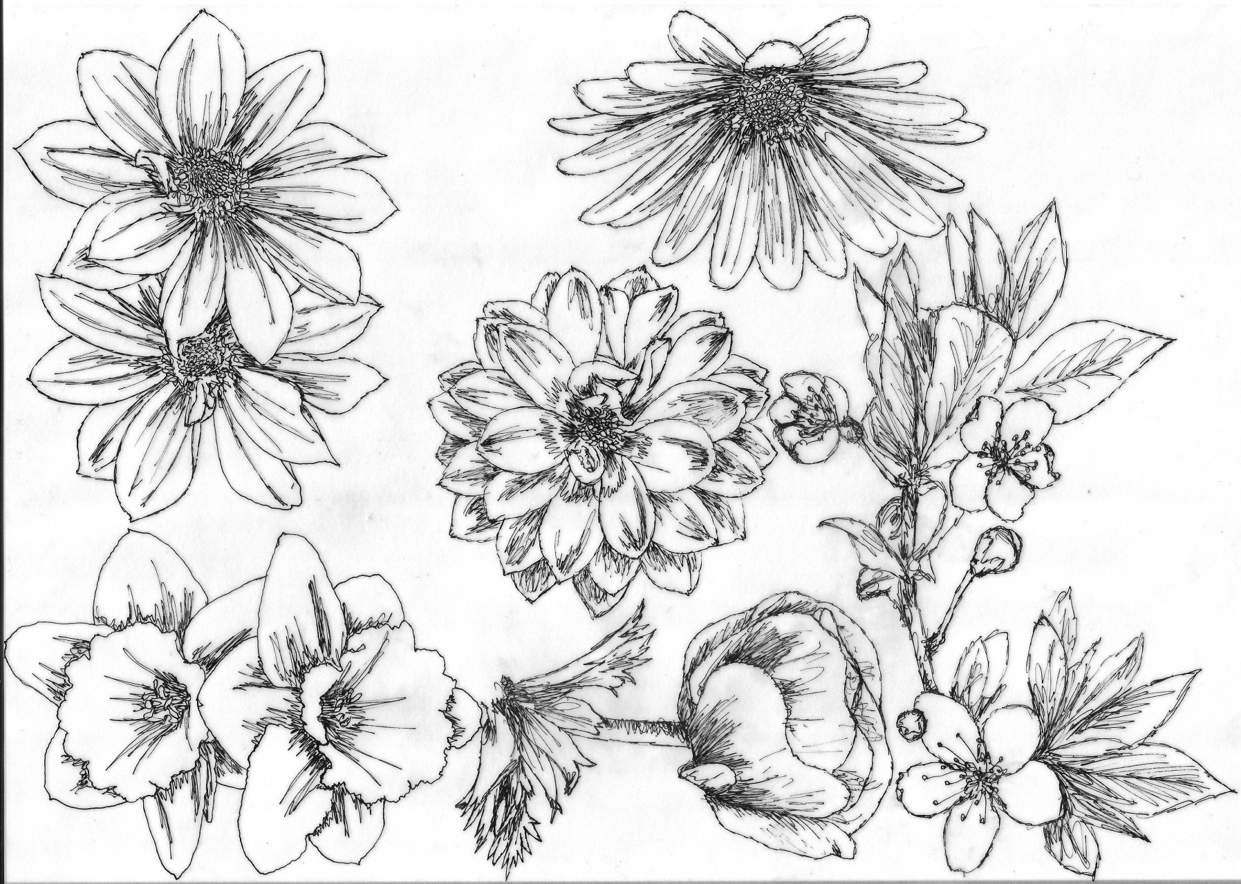 1795x1280 Mara Dellavedova - Flower Circle Drawing