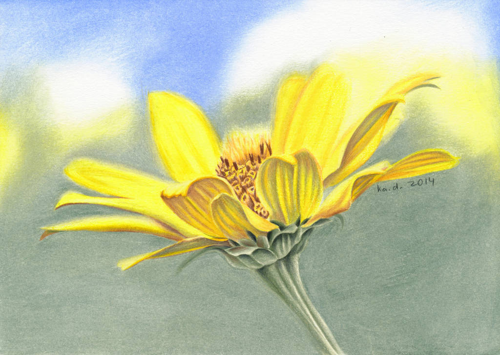 1024x728 Draw Flowers With Colored Pencils - Flower Colour Pencil Drawing