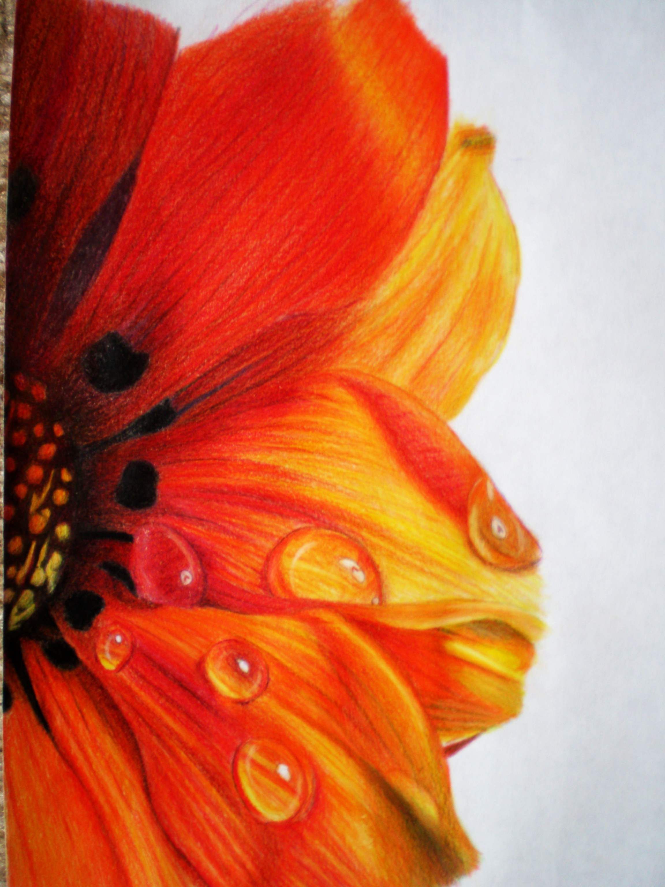 2304x3072 Beautiful Flower Drawings And Realistic Color Pencil Drawings - Flower Colour Pencil Drawing