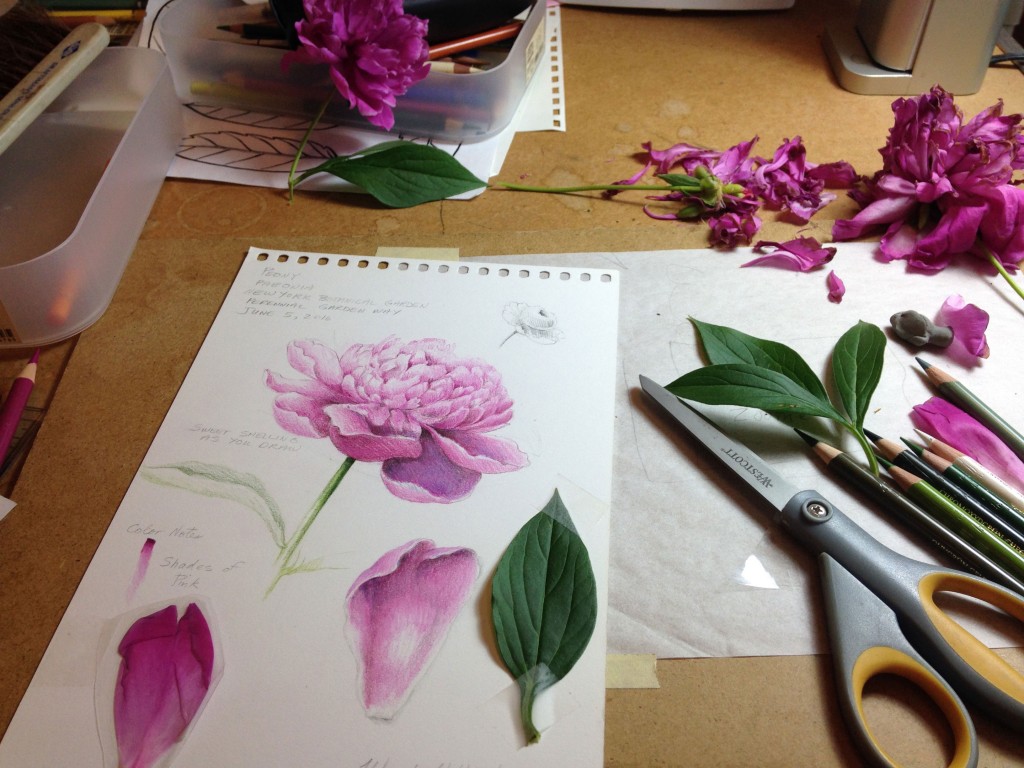 1024x768 Online Drawing Course Colored Pencil Illustration Draw Botanical - Flower Colour Pencil Drawing