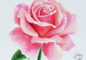 300x210 Pencil Colour Sketches Flowers Pencil Colour Sketches Flowers - Flower Colour Pencil Drawing