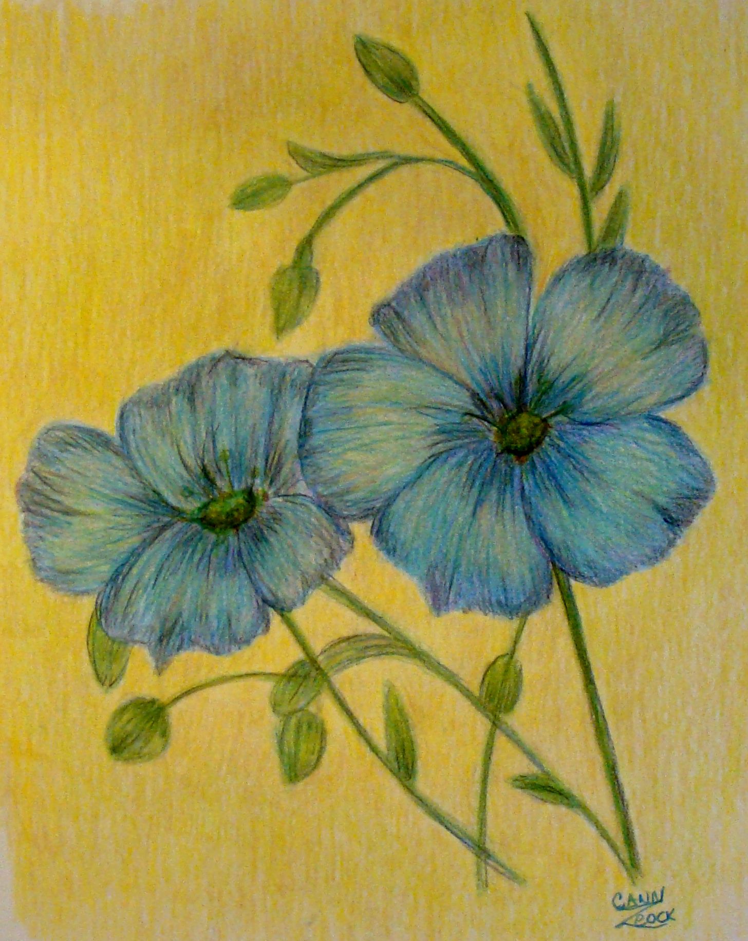 1456x1831 Pictures Colored Pencil Drawings Flowers - Flower Colour Pencil Drawing