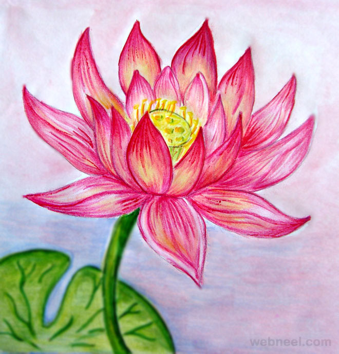660x689 Beautiful Flower Drawings And Realistic Color Pencil Drawings - Flower Colour Pencil Drawing