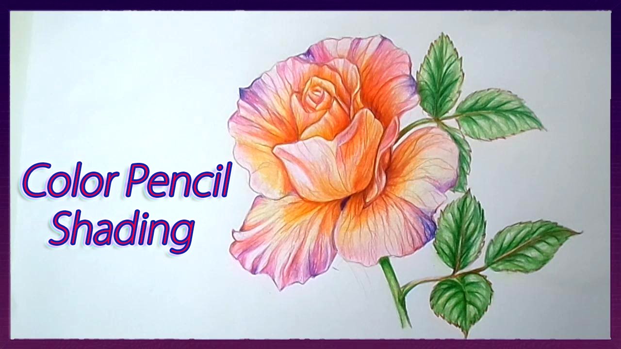 1280x720 Realistic Color Pencil Shading Tutorial Of Rose Flowers Drawing - Flower Colour Pencil Drawing