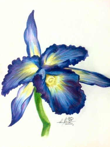 375x500 Flower, Orchid, Colored Pencil Drawing Of Bluepurple Bloom - Flower Colour Pencil Drawing