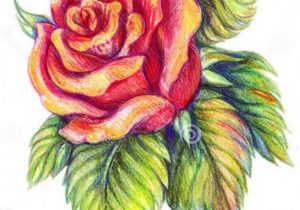 300x210 Colour Pencil Drawings Flowers - Flower Colour Pencil Drawing