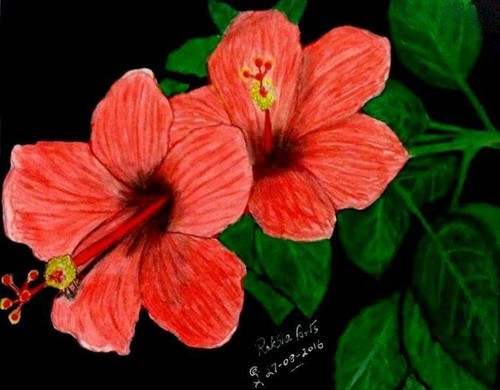 500x390 Colour Pencil Sketch - Flower Colour Pencil Drawing