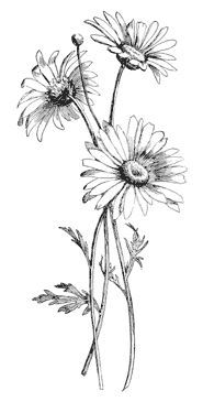 185x365 Huge Collection Of 'daisy Drawing' Download More Than Images - Flower Daisy Drawing