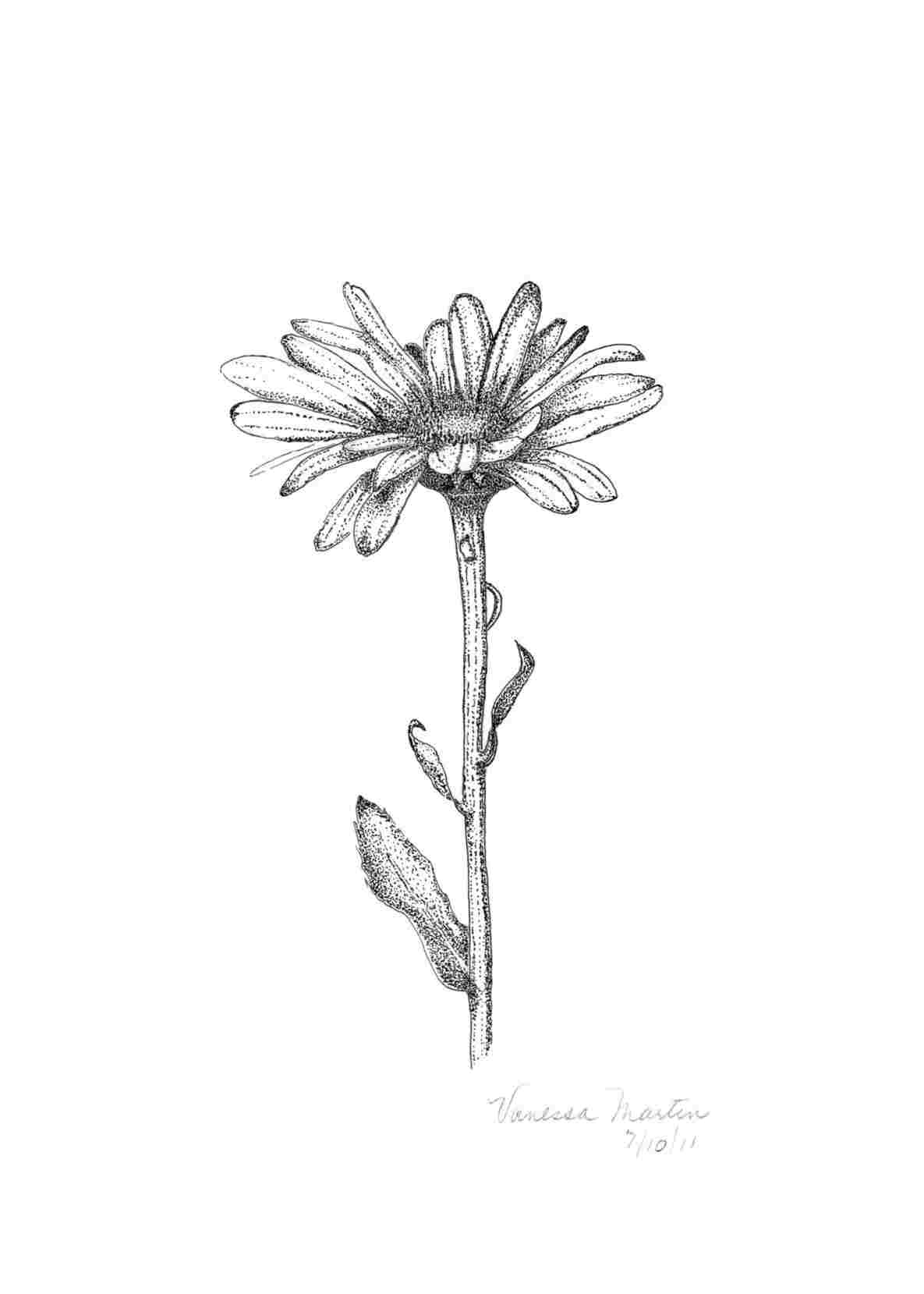 1185x1659 daisies and leaves drawings rhcom line flower daisy - Flower Daisy Drawing