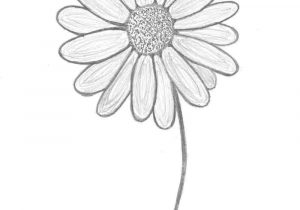 300x210 daisies in easy step - Flower Daisy Drawing