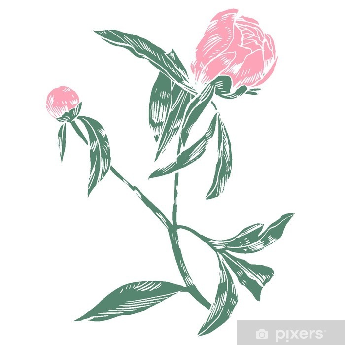 700x700 Hand Drawing Peonies Vector Graphic Flowers Decorative - Flower Decoration Drawing