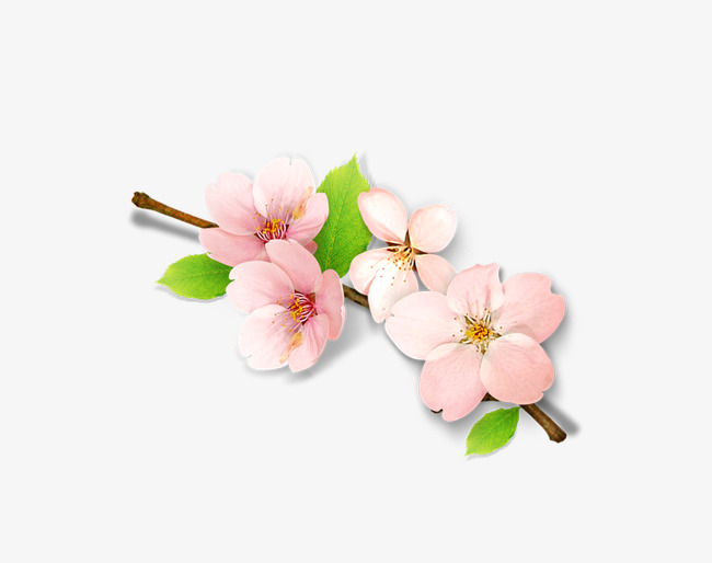 650x514 peach flower decoration free drawing pattern, peach clipart - Flower Decoration Drawing