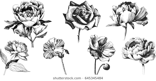 536x280 Flower Drawing Dious Design - Flower Drawing