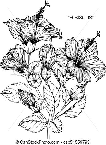 346x470 Hibiscus Flower Drawing And Sketch With Black And White Line Art - Flower Drawing