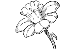 300x196 How To Draw Flowers Drawing Tutorials Drawing How To Draw - Flower Drawing