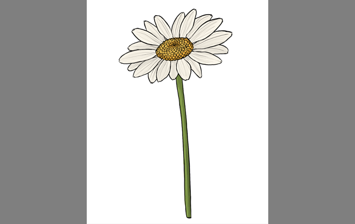 700x443 How To Draw Flowers The Innocent And Cheerful Daisy - Flower Drawing