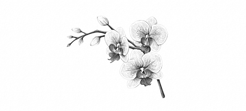 850x383 How To Draw A Flower - Flower Drawing