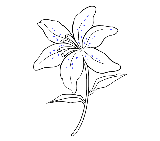 678x600 How To Draw A Lily Step - Flower Drawing