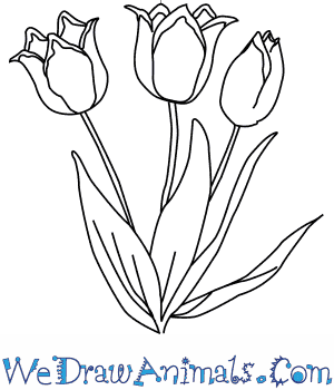 300x350 How To Draw A Tulip Flower - Flower Drawing