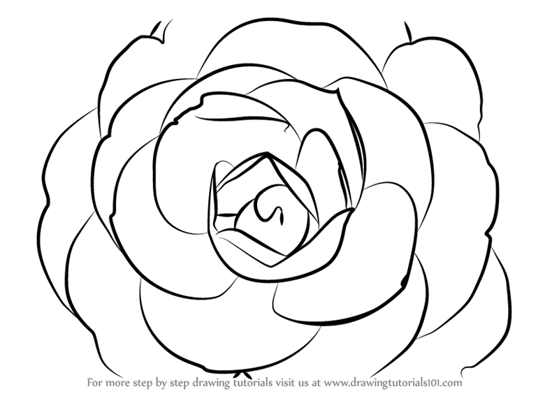 800x567 Learn How To Draw A Camellia Flower - Flower Drawing