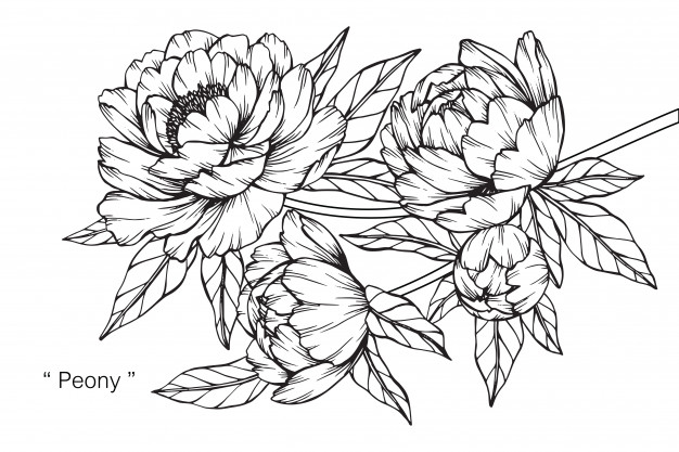 626x417 Peony Flower Drawing Illustration Vector Premium Download - Flower Drawing