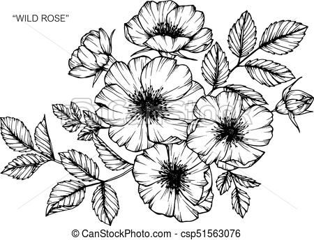 450x344 Wild Rose Flower Drawing And Sketch With Black And White Line Art - Flower Drawing