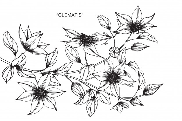 626x417 Clematis Flower Drawing Illustration Vector Premium Download - Flower Drawing