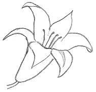 189x180 Drawing Templates - Flower Drawing