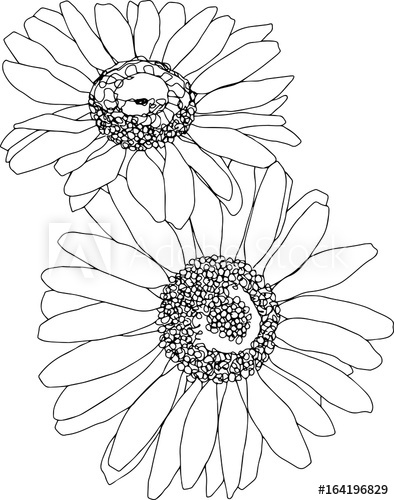 394x500 Two Daisies Line Art Botanical Sketchbook Flower Drawing No - Flower Drawing Background