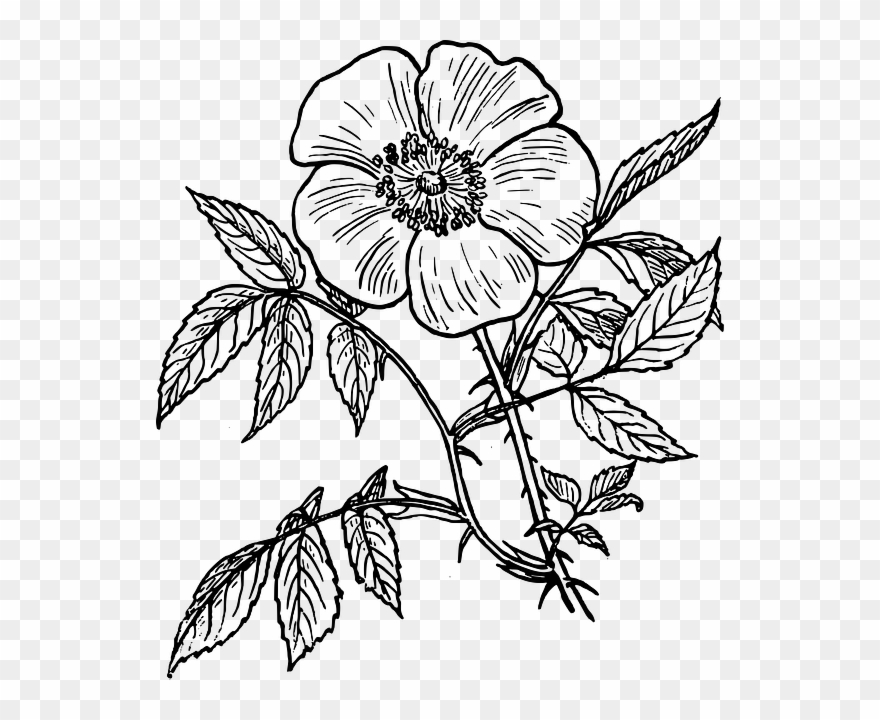880x720 Flowers Line Drawing - Flower Drawing Clipart