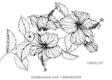 390x280 Hibiscus Flowers Drawing Sketch Lineart - Flower Drawing Clipart