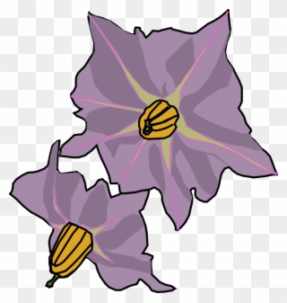 320x337 Potato Flowers - Flower Drawing Clipart